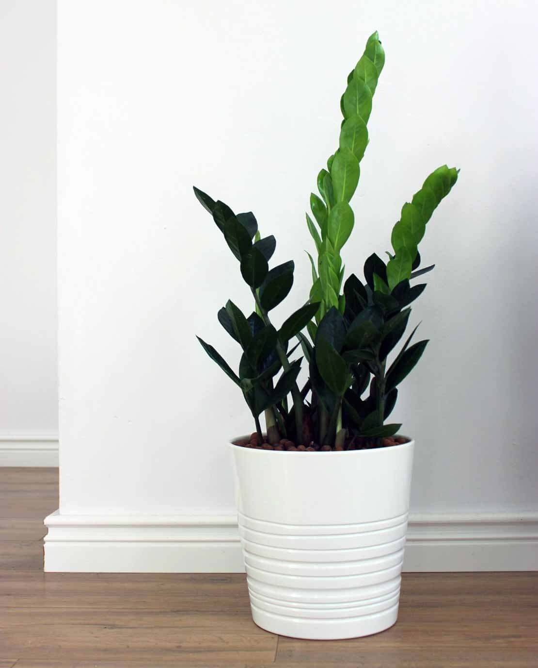 Indoor plant which act as air purifier