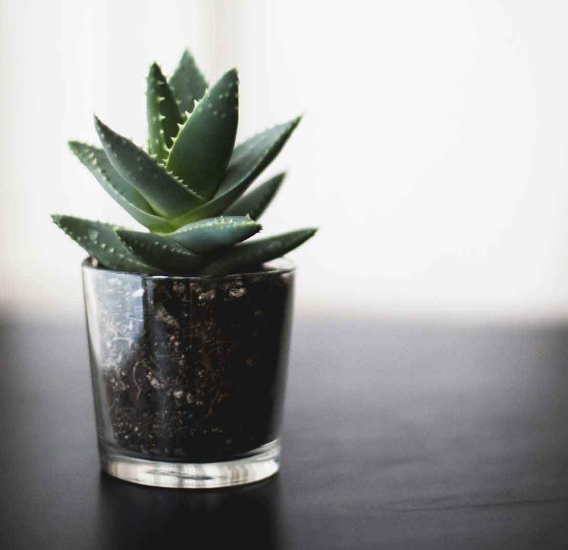 How to grow aloe vera indoor in a pot